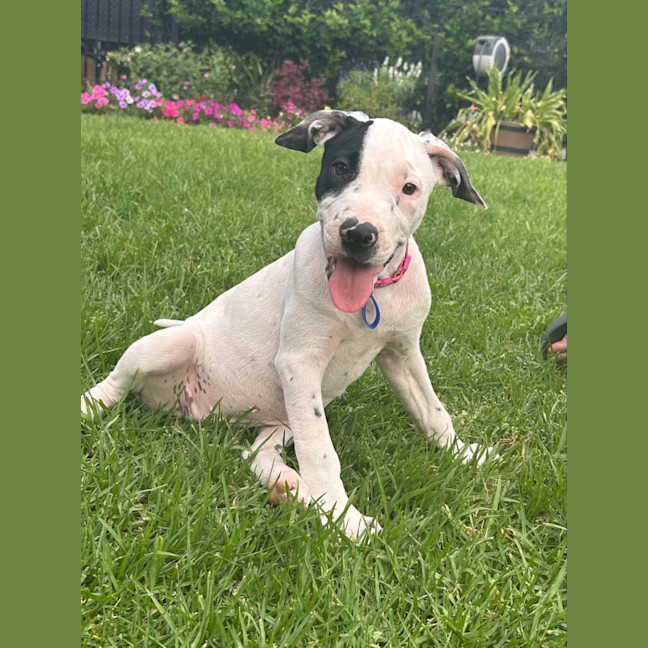 Photo of Dolly   3 Month Old American Staffy X (Trial)