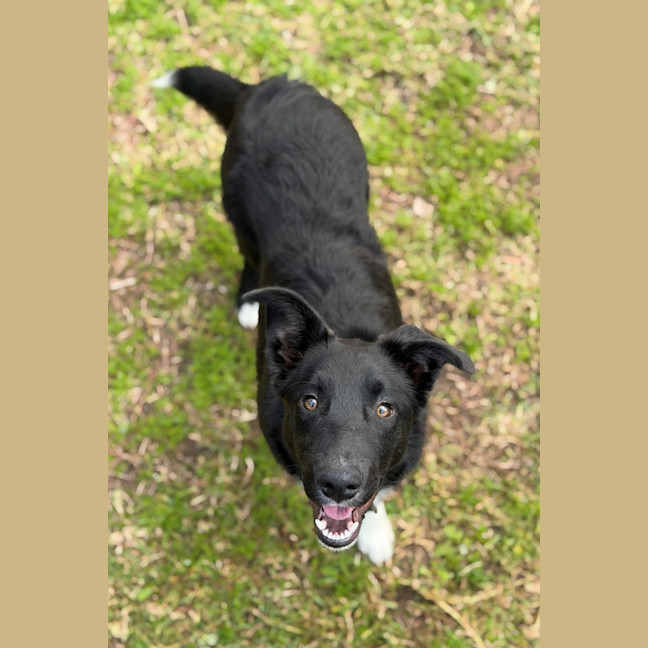 Photo of Rex