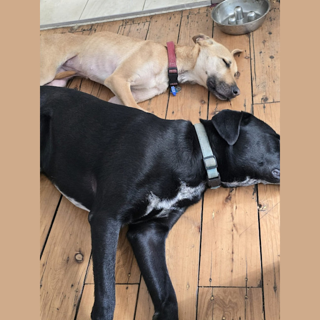 Photo of Mia   2 Year Old Kelpie X