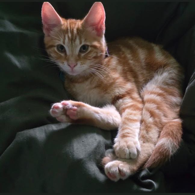 Photo of Thor