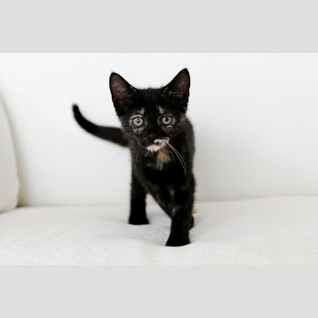 Photo of Freya