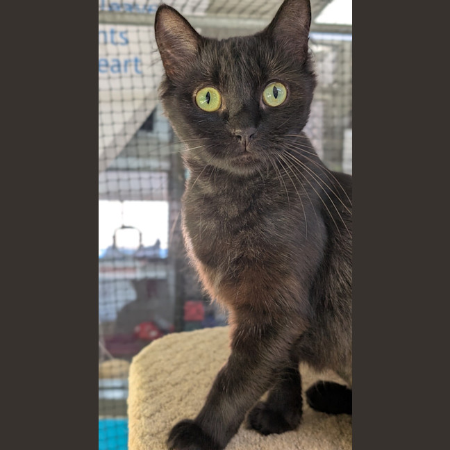 Photo of Misty