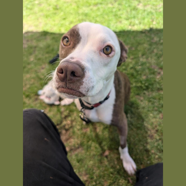 Photo of Stella 