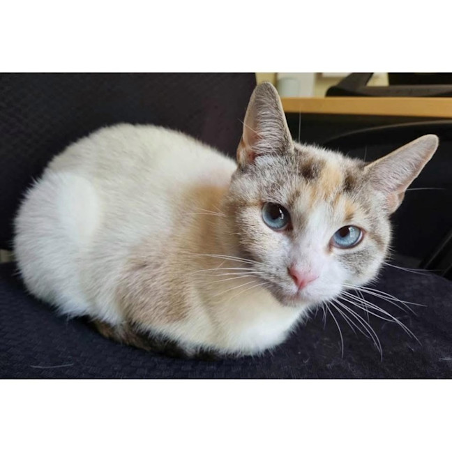 Photo of 12243   Latte