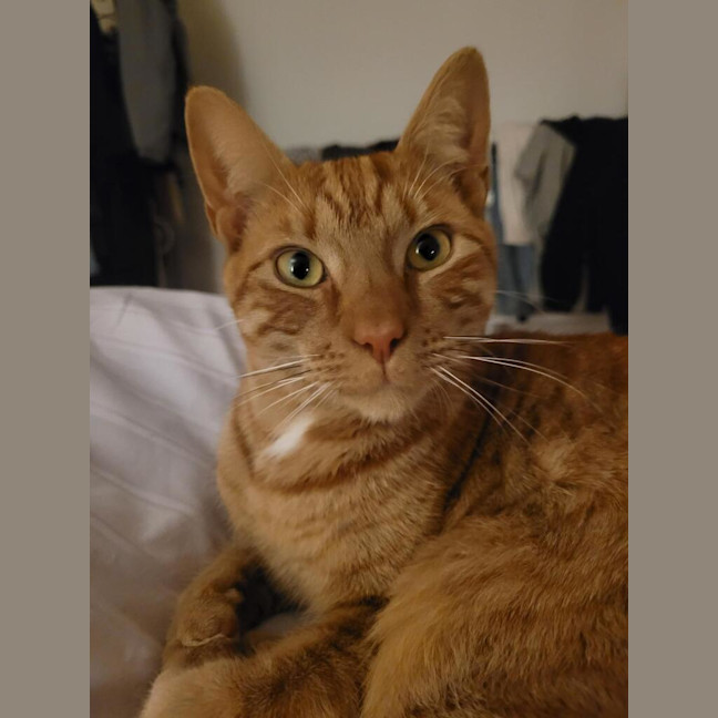 Photo of Pudding