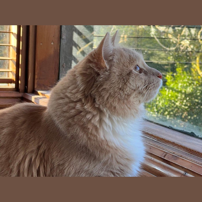 Photo of Ricardo Silvanus