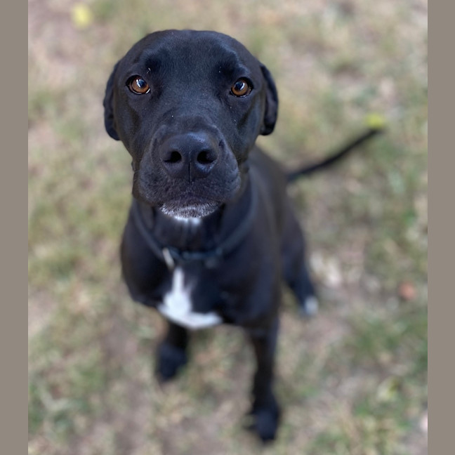 Photo of Daisy