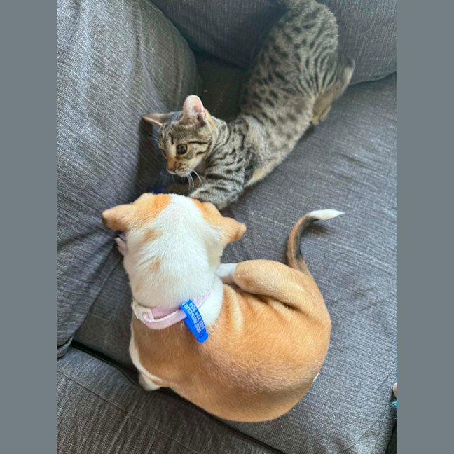 Photo of Bug   7 Week Old Cattle Dog X Staffy