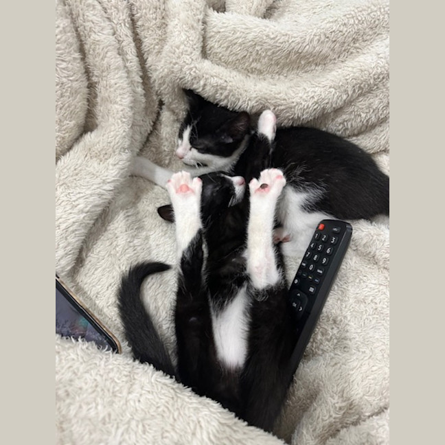 Photo of Pips