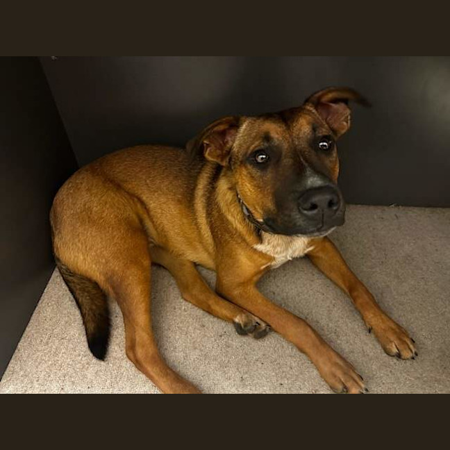 Photo of Rocco