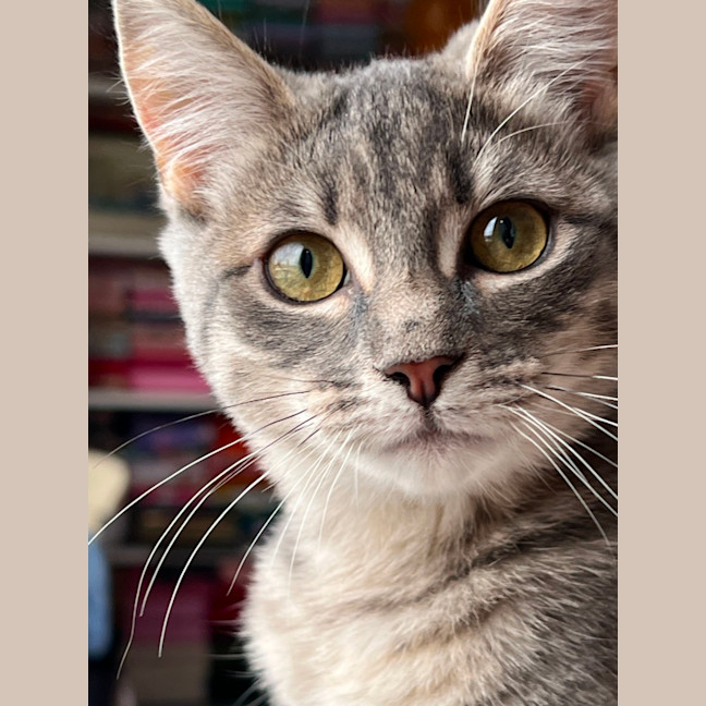 Photo of Ophelia