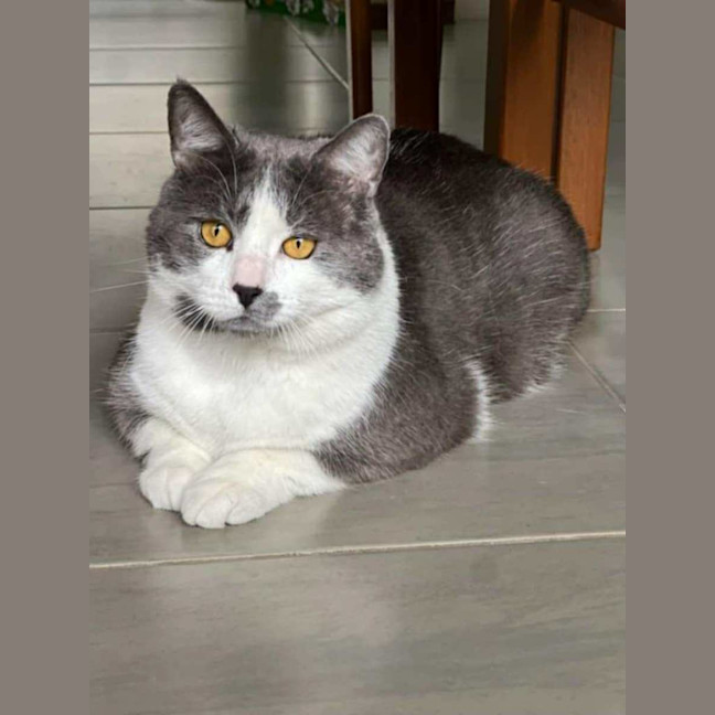 Photo of Don   In Foster Care In Mernda