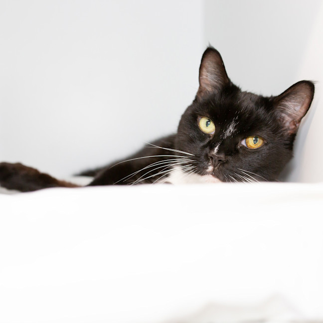 Photo of Beans Aka Sir Kittington