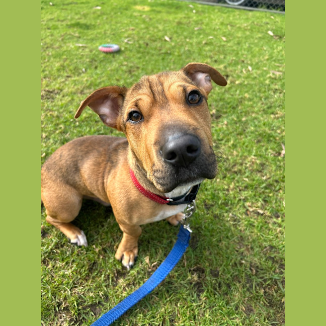 Photo of Scrappy Doo