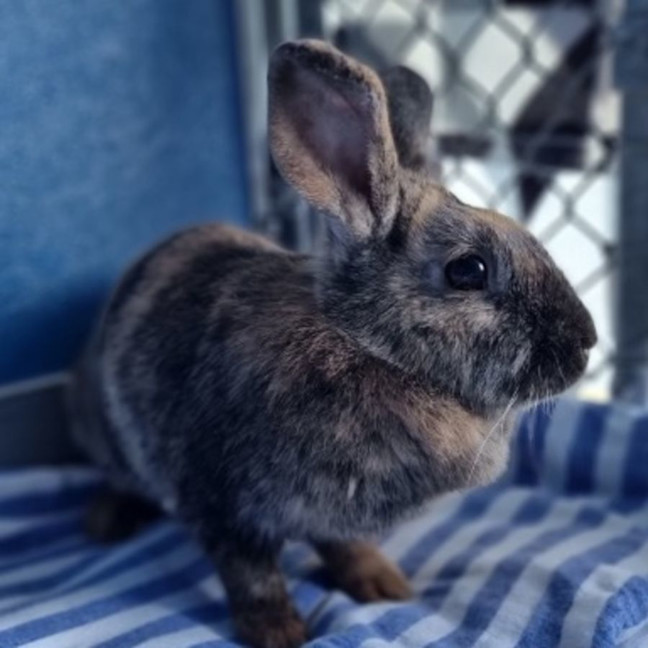 Photo of Dukie And Daisy