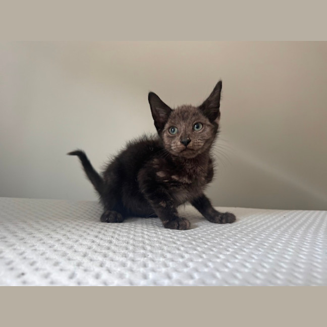 Photo of Onyx