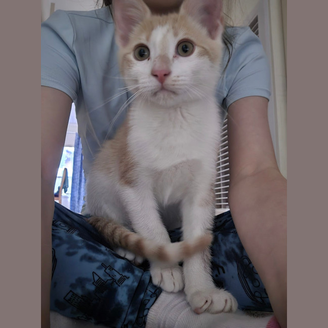 Photo of 🧡🧡 Cinnamon 🧡🧡