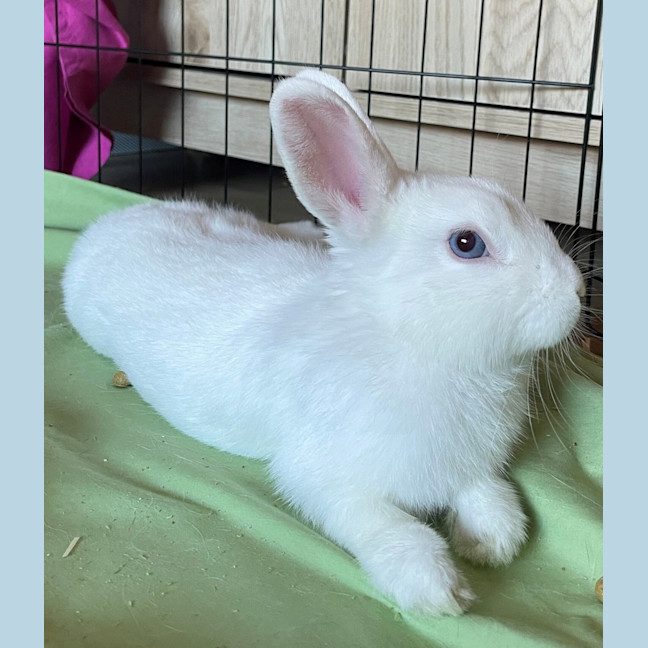 Photo of Snowy