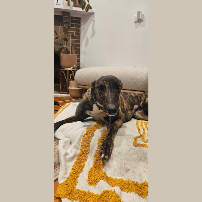 Photo of Mocha, The Greyhound