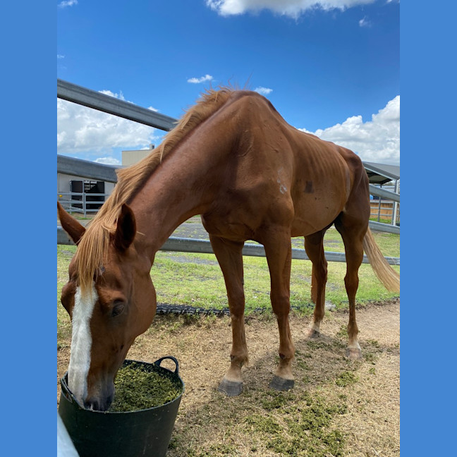 Photo of Big Red