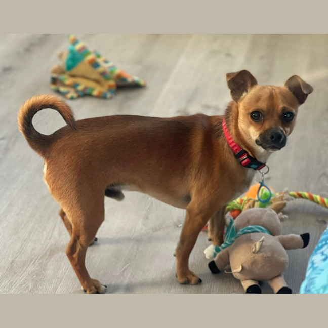 Photo of Dobby