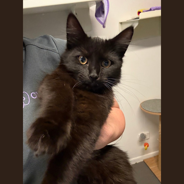 Photo of Cleo