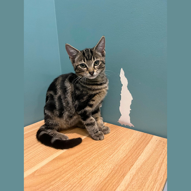 Photo of Maxibon, Bubble O Bill And Neopolitan