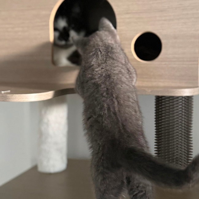 Photo of Ziggy 💙🧶