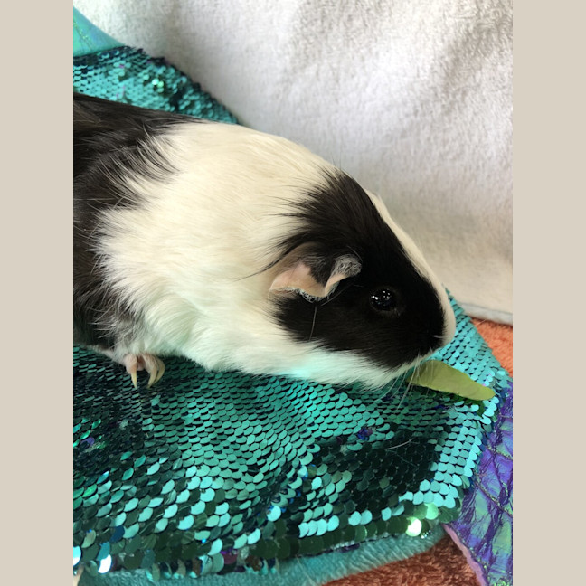 Photo of Pepper
