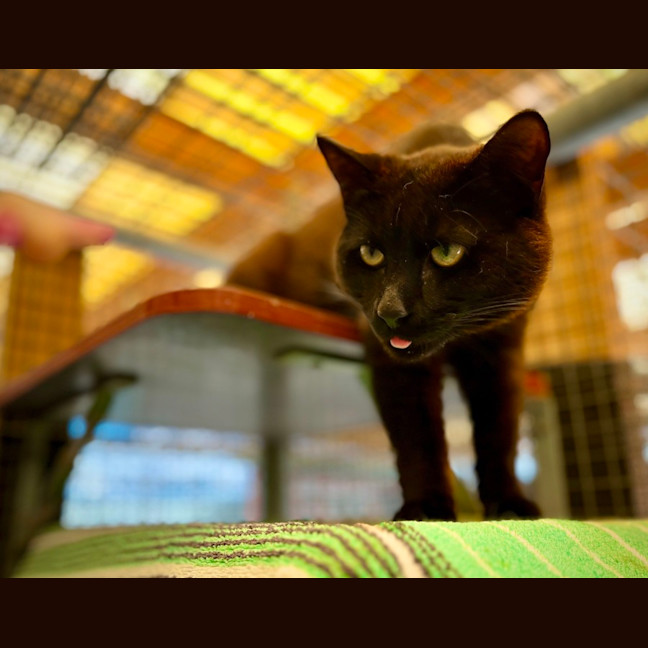 Photo of Houdini! 👻