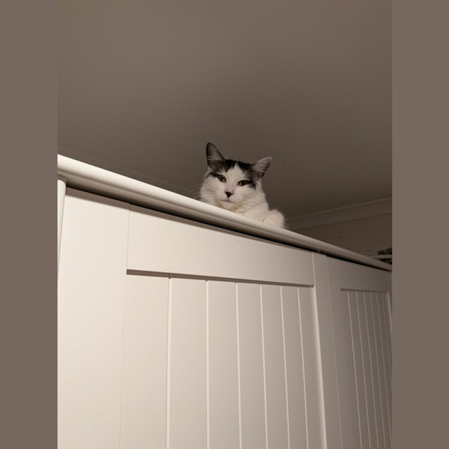 Photo of Bella