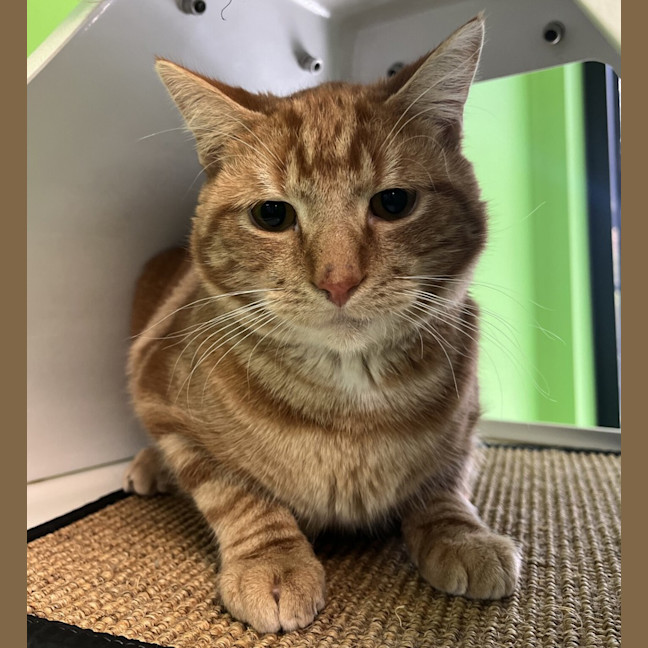 Photo of Garfield