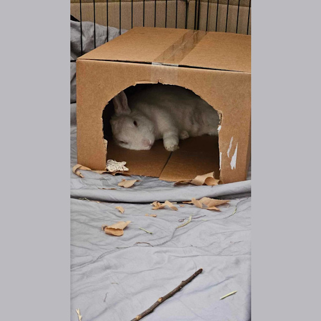 Photo of Fluffball Mc Gee