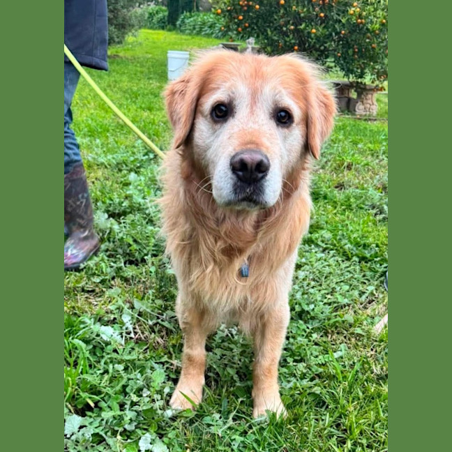 Photo of Sammy / Rosie