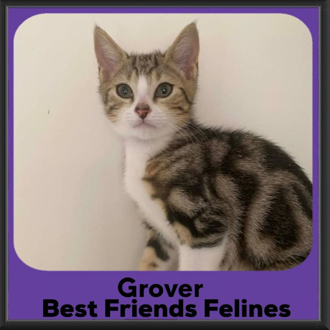 Photo of Grover 