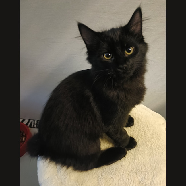 Photo of Piper