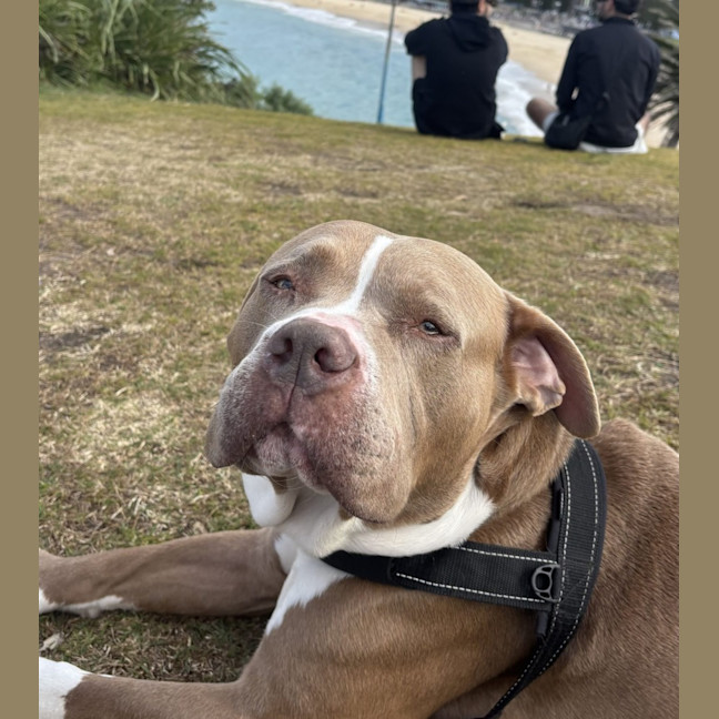 Photo of Chomp*$199!*