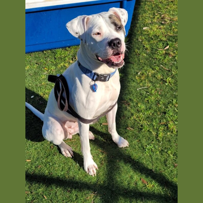 Photo of Pirate