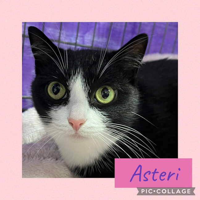 Photo of Asteri