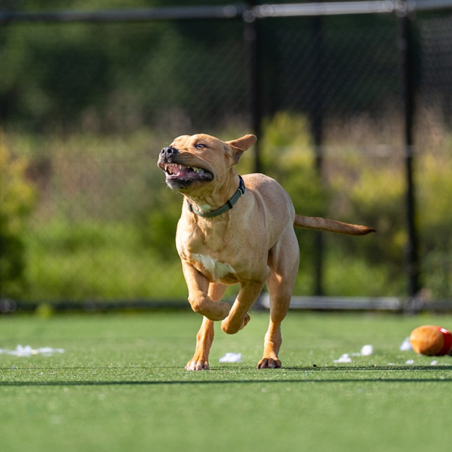 Photo of Scooby Imp 960