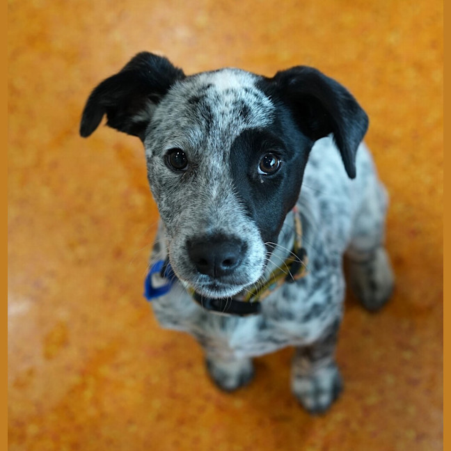 Photo of Pepsi