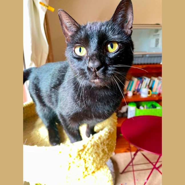 Photo of Deli**2nd Chance Cat Rescue**