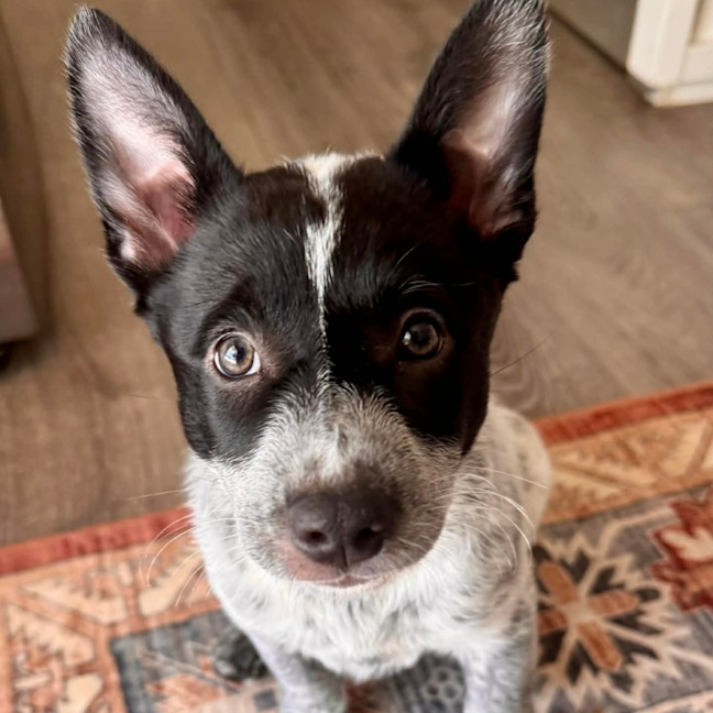 Photo of Bindi 💞🎾