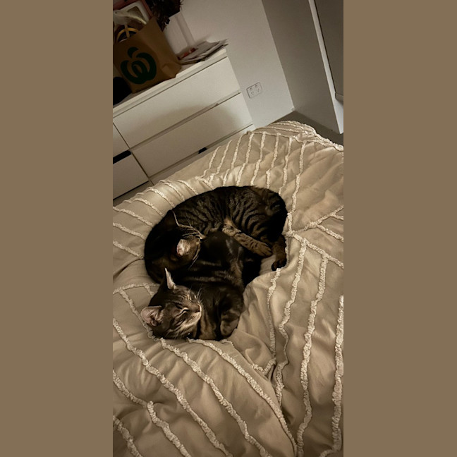 Photo of Rollo