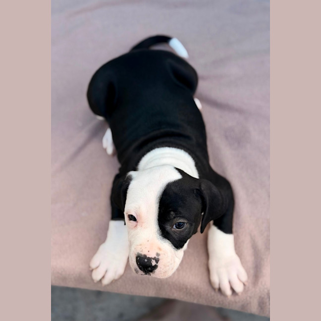 Photo of Sully