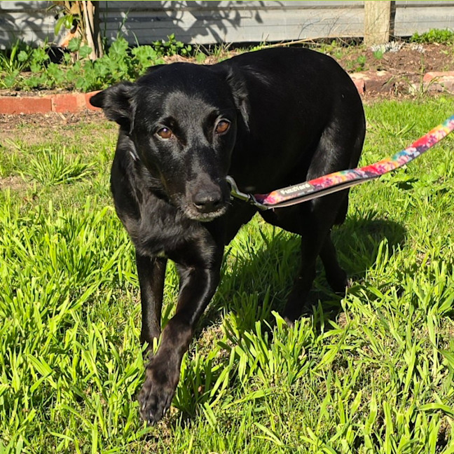 Photo of Bess