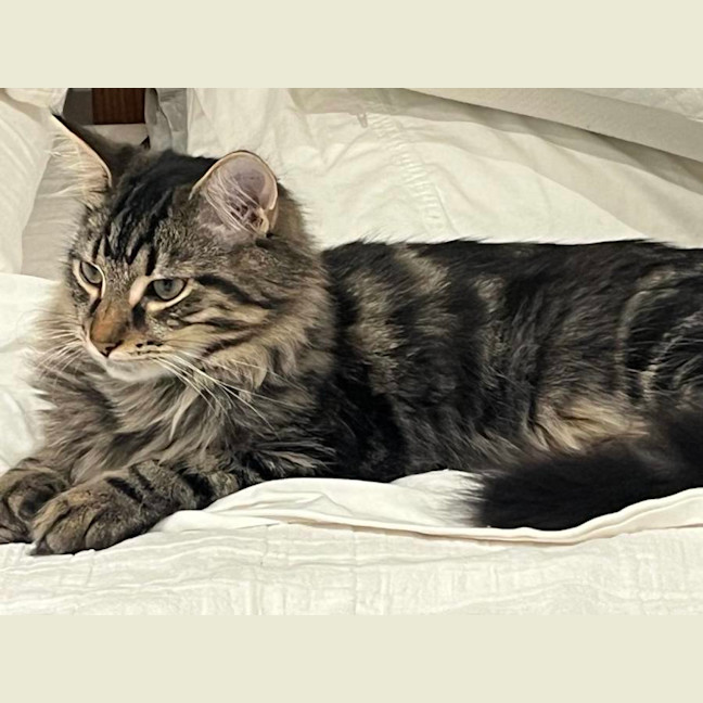 Photo of Shiraz & Cognac🍹