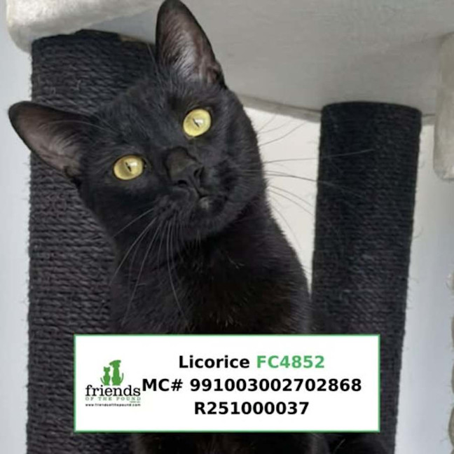 Photo of Licorice