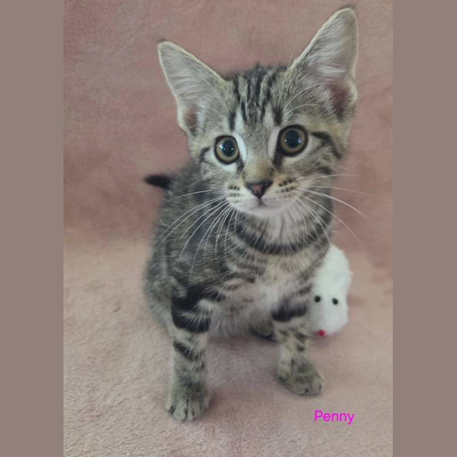 Photo of Penny