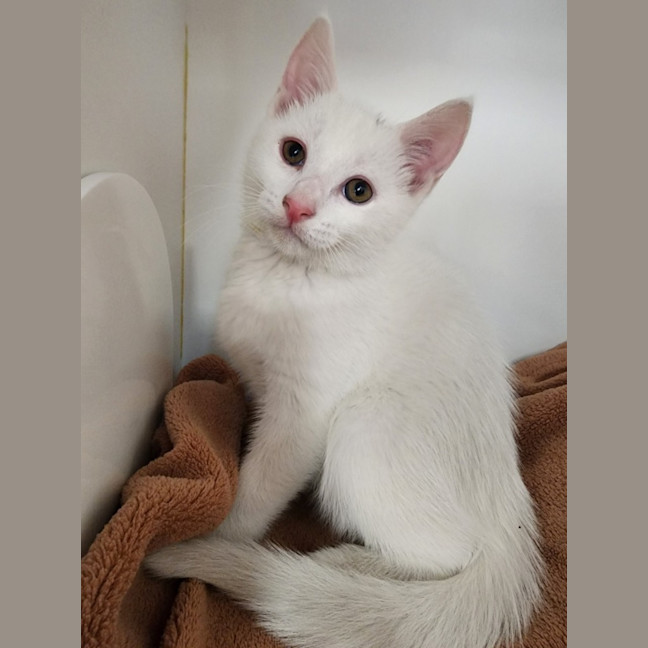 Photo of Avalanche, Frost And Snowy